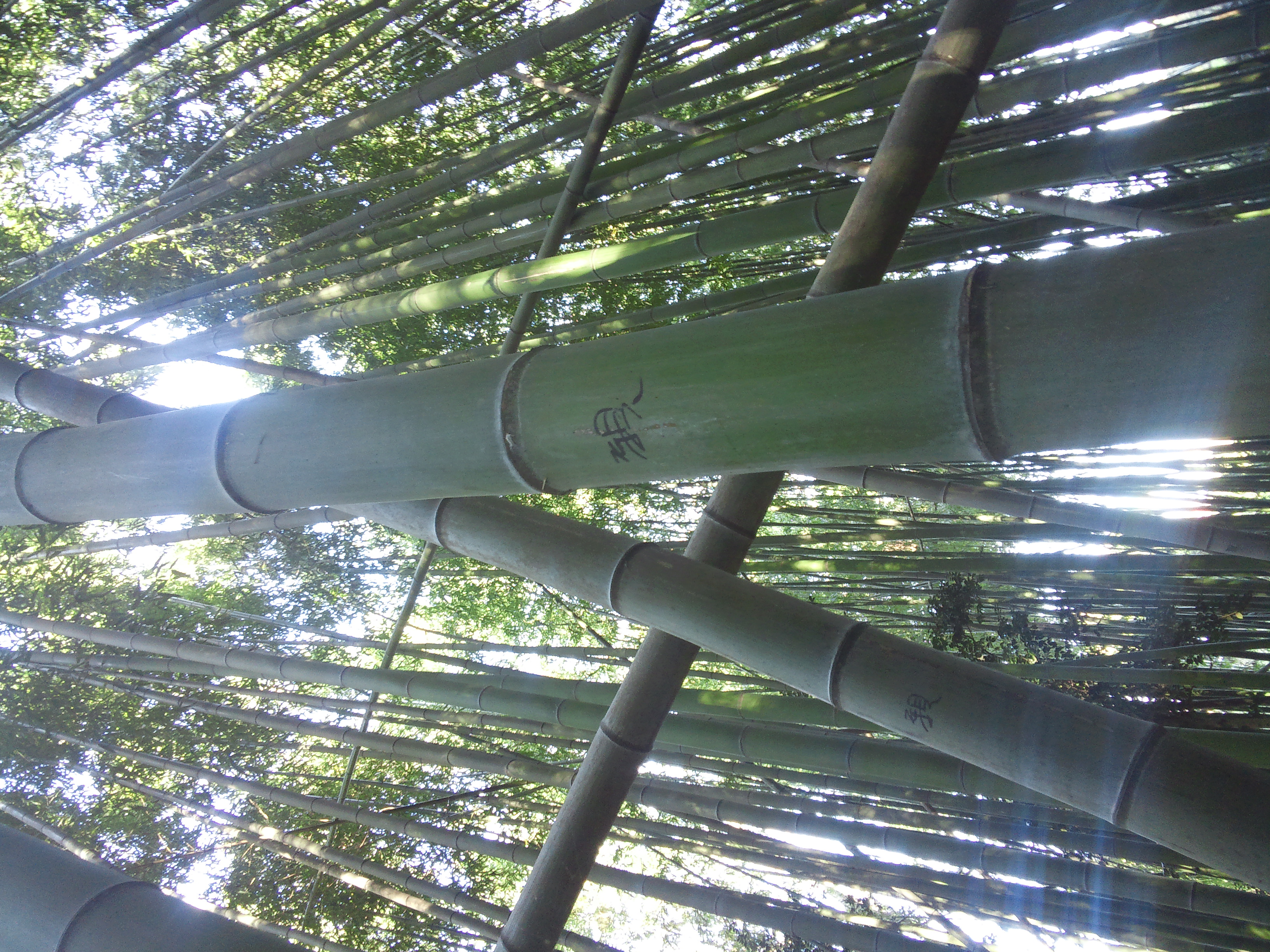 竹の整理伐採 ① | 高野竹工ブログ