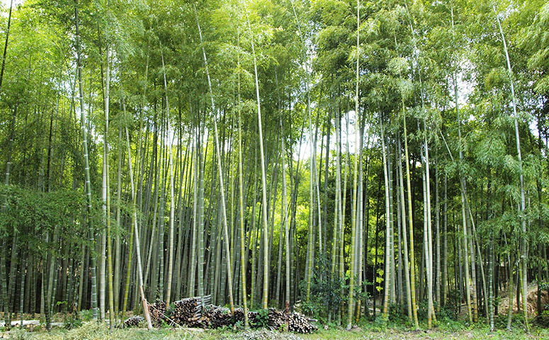 BAMBOO
