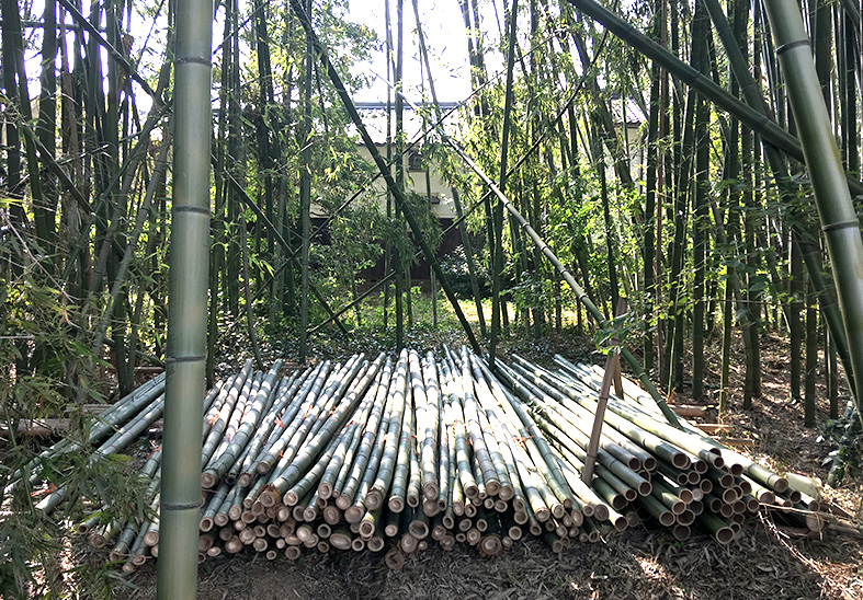 竹林の整備