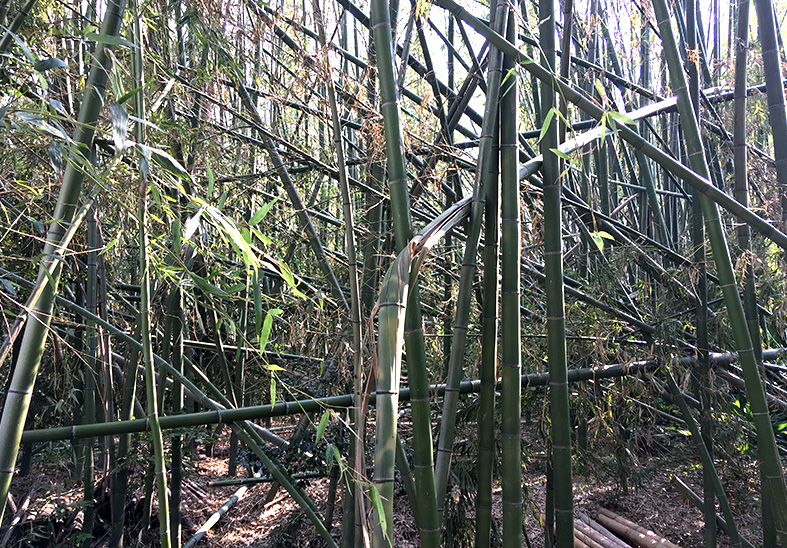 竹林の整備